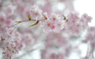 Картинка весна, ветвь, цветы, сакура