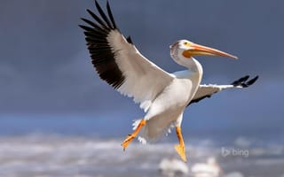 Картинка американский белый пеликан, Манитоба, Канада, Локпорт, Красная река