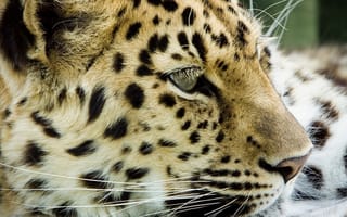 Картинка leopard, head, feline