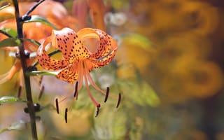 Обои Orange Tiger Lily, цветы, природа, лето