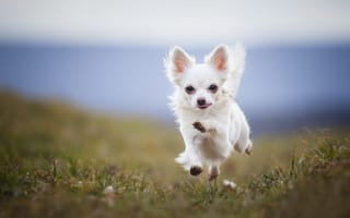 Картинка собака, бег