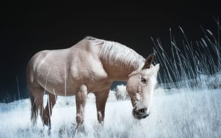 Картинка конь, природа, лето