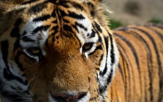 Картинка тигр, глаза, хищник, взгляд