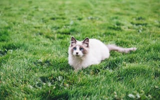 Картинка кот, голубые глаза, поле, ленивый, трава