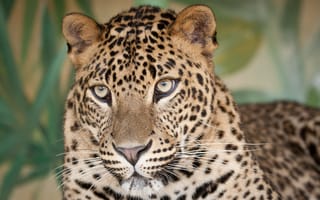 Картинка леопард, морда, взгляд, кошка