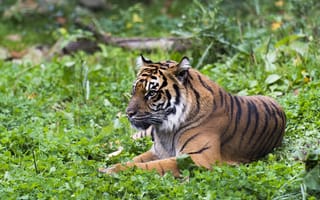 Картинка тигр, хищник, отдых, лежит, дикая кошка