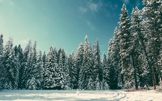 Картинка зима, деревья, елки
