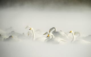 Картинка птицы, лебеди, озеро, зима