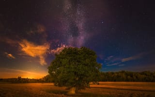 Картинка ночь, поле, дерево