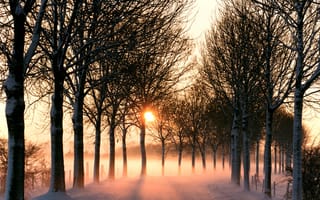 Картинка Дорога, туман, солнце, деревья