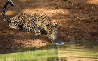 Картинка леопард, хищник, морда, водопой, язык, дикая кошка