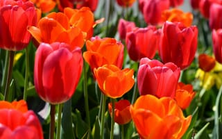 Картинка тюльпаны, сад, лепестки, весна, луг
