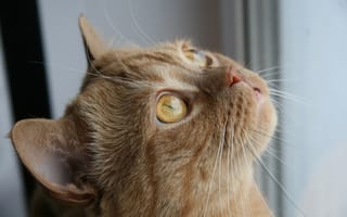 Картинка feline, fur, yellow eyes