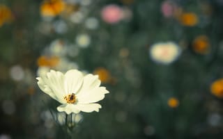 Картинка цветок, белая, насекомое, космея