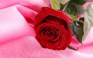 Картинка роза, красная, ткань, розовая