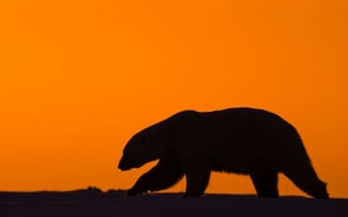 Картинка белый медведь, природа, снег, закат, хищник, северный полюс