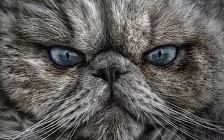 Картинка кот, котэ, глаза, взгляд