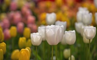 Картинка тюльпаны, цветы, природа