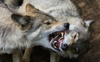 Картинка волки, хищники, пасть, клыки