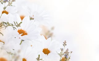 Картинка цветы, листики, белые-хризантемы, flowers, white chrysanthemum, leaves