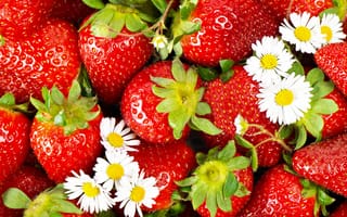 Картинка ягода, красная, клубника, цветы, ромашки