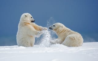Картинка белые медведи, медвежата, игры, забава, зима, Аляска, снег, медведи