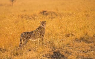Картинка гепард, саванна, хищник, Африка, дикая кошка, поза, наблюдение
