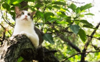 Картинка кот, дерево, листья, кошак