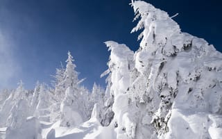 Обои небо, снег, зима, ель, лес, деревья