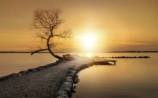 Картинка Закат, весна, море, дерево, камни