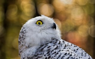 Картинка Snowy Owl, nature, fauna, wildlife