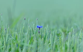 Картинка поле, цветок, трава, луг