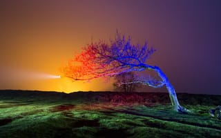 Картинка ночь, пейзаж, дерево, свет