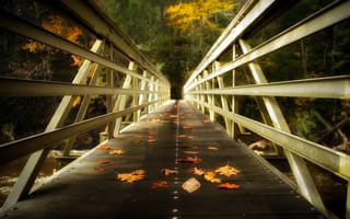 Картинка мост, листья, природа