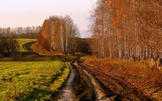 Картинка осень, поле, дорога, берёзы