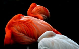 Картинка фламинго, птицы, перья