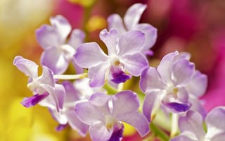Картинка цветы, орхидея, сиреневая