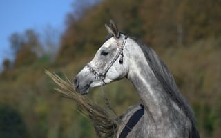 Картинка лошадь, хвост, профиль, конь, морда, серый, (с) OliverSeitz