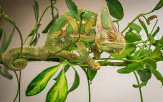 Картинка Chameleon, природа