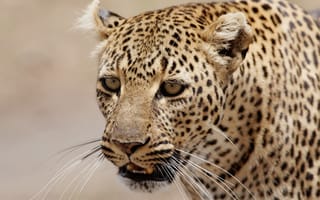 Картинка леопард, кошка, морда, взгляд