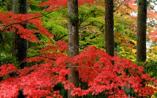 Картинка Япония, парк, лес, осень, клен, природа