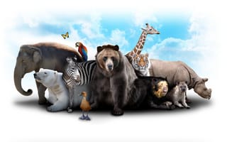 Картинка звери, тигр, облака, медведь, утка, белый медведь, попугай, небо, зебра, гиена, жираф, носорог, слон, бабочка, коала