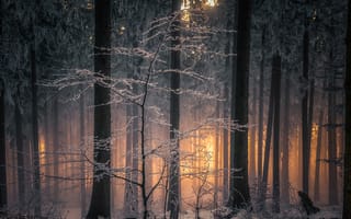 Картинка природа, свет, лес, зима, ветки