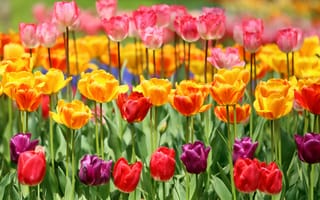 Картинка тюльпаны, разноцветные, бутоны