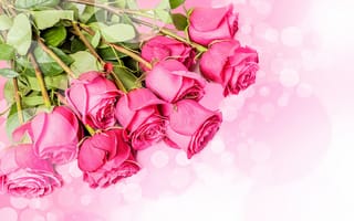 Картинка Розы, Цветы, Много, Макро, Розовый
