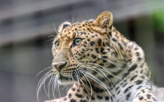 Картинка леопард, взгляд, амурский, морда, кошка