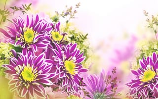 Картинка цветы, листья, хризантемы