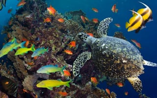 Картинка подводный мир, рыбы, под водой, океан, море, плавают, черепаха, кораллы, разноцветные
