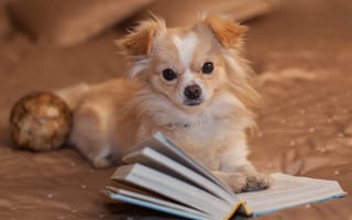 Картинка собака, взгляд, книга