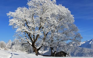 Картинка зима, лес, горы, деревья, солнце, тропинка, снег